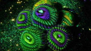 Example Image